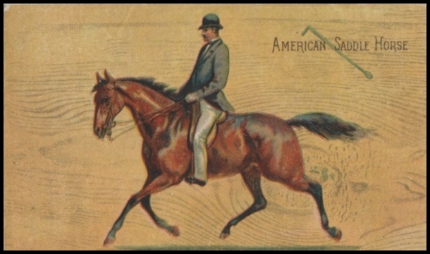 American Saddle Pony